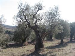 Agriturismo Antica Olivaia