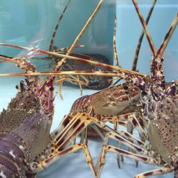Il Cavalluccio Marino - Hippocampus di Cavallo Annabella sas