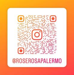 Rose Rosa