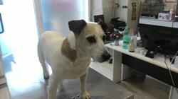 Studio Veterinario Tivoli