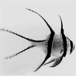 AURYFISH S.R.L.