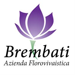 FIORERIA DI BREMBATI GIORGIO E C. S.N.C.