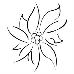 Edelweiss - Carpenteria