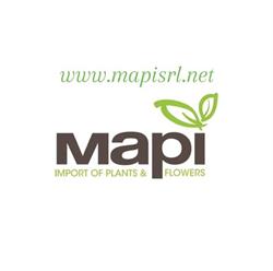 MAPI S.R.L.