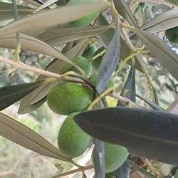 DAMIANO S.S. AGRICOLA