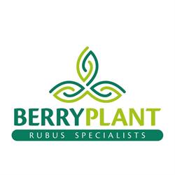 BERRYPLANT DI GRISENTI MARIA MADDALENA & C. SOCIETA' SEMPLICE AGRICOLA