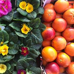 Societa' Agricola Frutta E Fiori