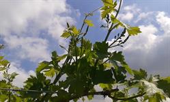 Azienda Agricola "il Seregno" di Lonardi Maurizio