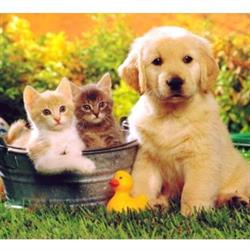 MBA Pet Food