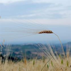 Azienda Agricola Ca' Zanantoni