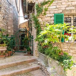 La Viola di Assisi