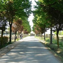 Centro Equestre Veneto
