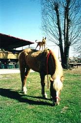 Fattoria Morlungo