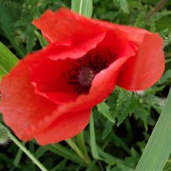 Il Papavero Rosso