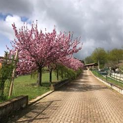 Casa dei Ciliegi