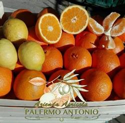Azienda Agricola Palermo Antonio