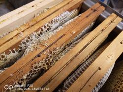 Apicoltura l'Ape Gaia