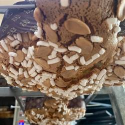 Panetteria Da Patrizia