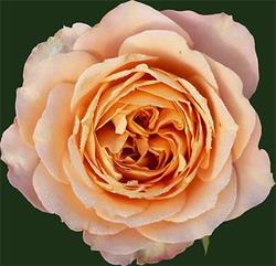 Beauty Rose Azienda Agricola