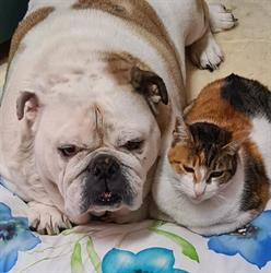 Clinica veterinaria San Giorgio