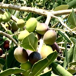 azienda agricola Parco dei Buoi