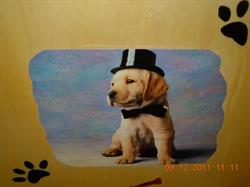 Mister Dog