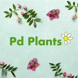 PD Plants S.r.l.