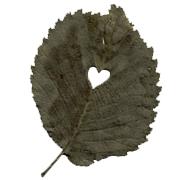 Fanelli Fiammetta