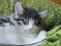 Once Upon A Paw's Gatti delle Foreste Norvegesi Napoli