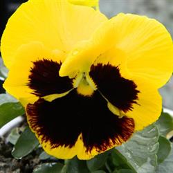 Ortoflor