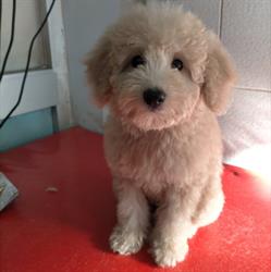 Regno del Cane