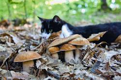 FUNGHI E FATE