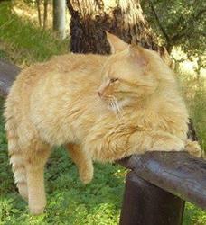 Pensione Cani e Gatti Morinorum