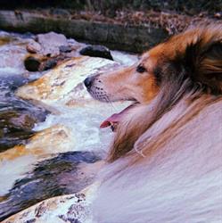 Allevamento Perla di Fiume - Rough Collies