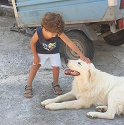 Associazione Amici Degli Animali