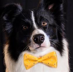 Dog Charme