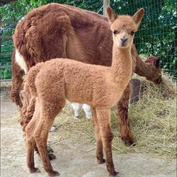Terra degli Alpaca