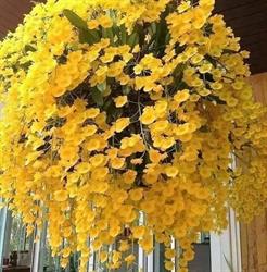 MONDO FIORE GIOIA