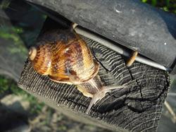 Az. agricola La Fumana