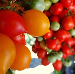 Azienda Agricola Zambella Antonio E Figli