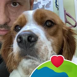 cave canem