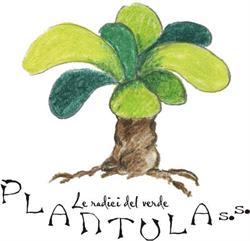 Plantula