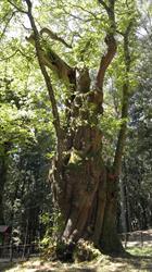 Dott.ssa Catherine Fracassi - psicologa e psicoterapeuta