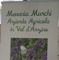 Azienda Agricola Mevania Marchi