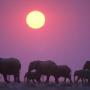 Africa