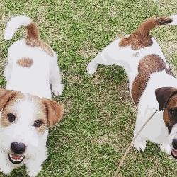 Di Sutri Kennel