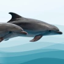 BAR Dolphins Pettenasco