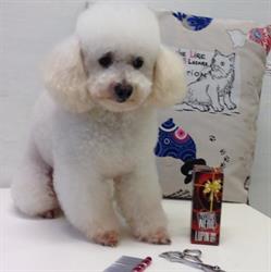 Peluche Toelettatura