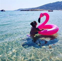 Flamingo