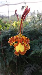 Azienda Agricola Sei Cime d'Oro Orchidee